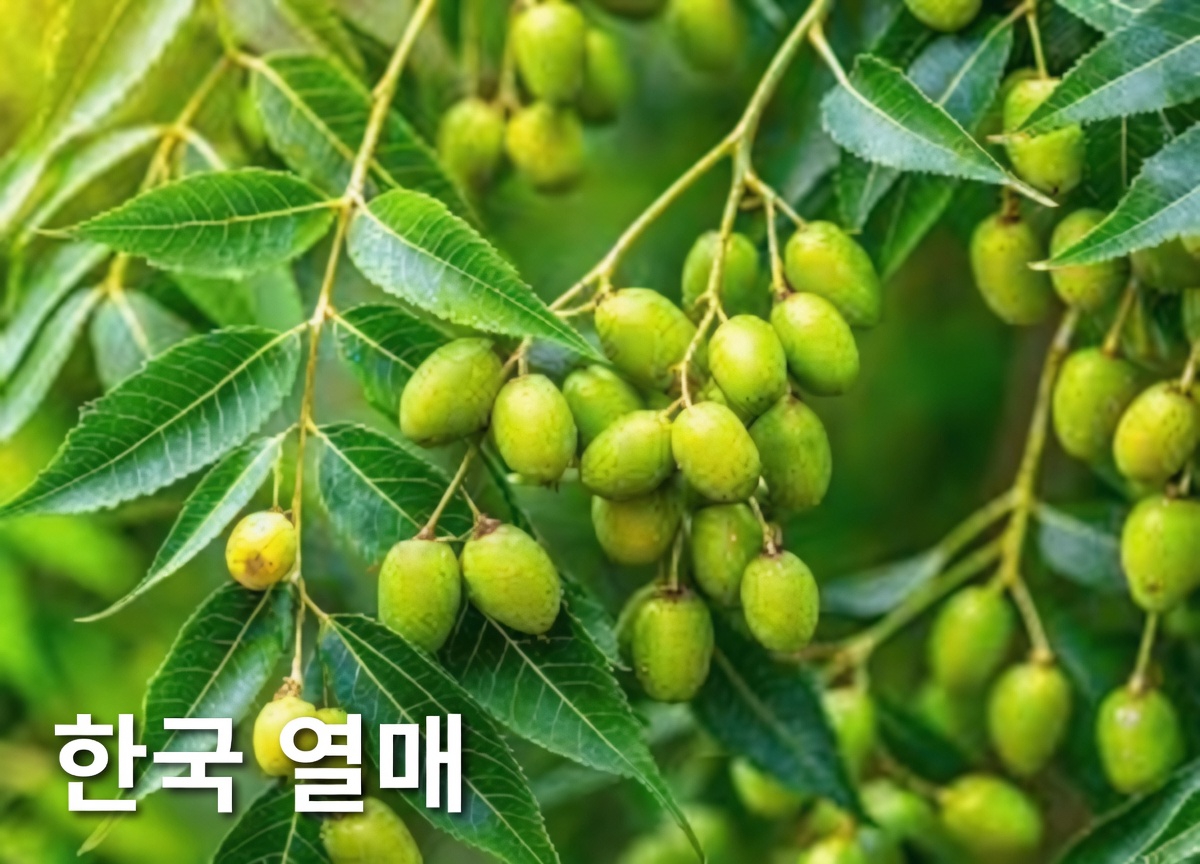 님 잎의 전통적 활용법과 일상 건강 관리를 위한 간단하고 실용적인 팁 알아보기