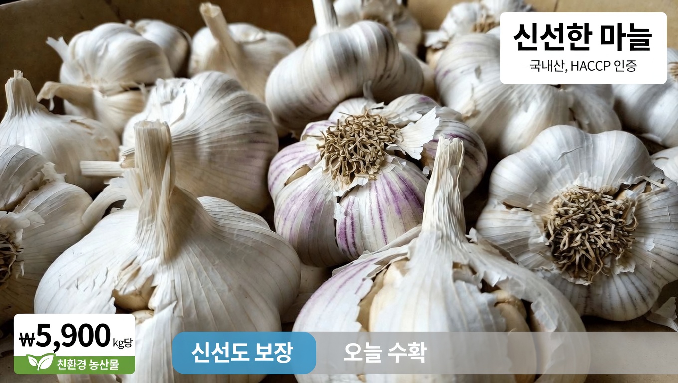 부적절하게 보관한 마늘, 정말 주방 속 숨은 위험일까요? 알아두어야 할 안전한 보관 및 사용 팁