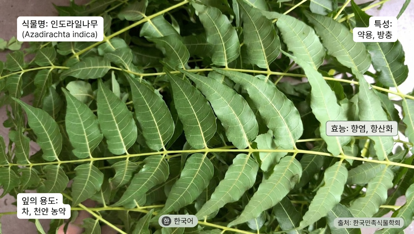 님 잎: 전통적 활용과 잠재적인 웰니스 지원 살펴보기