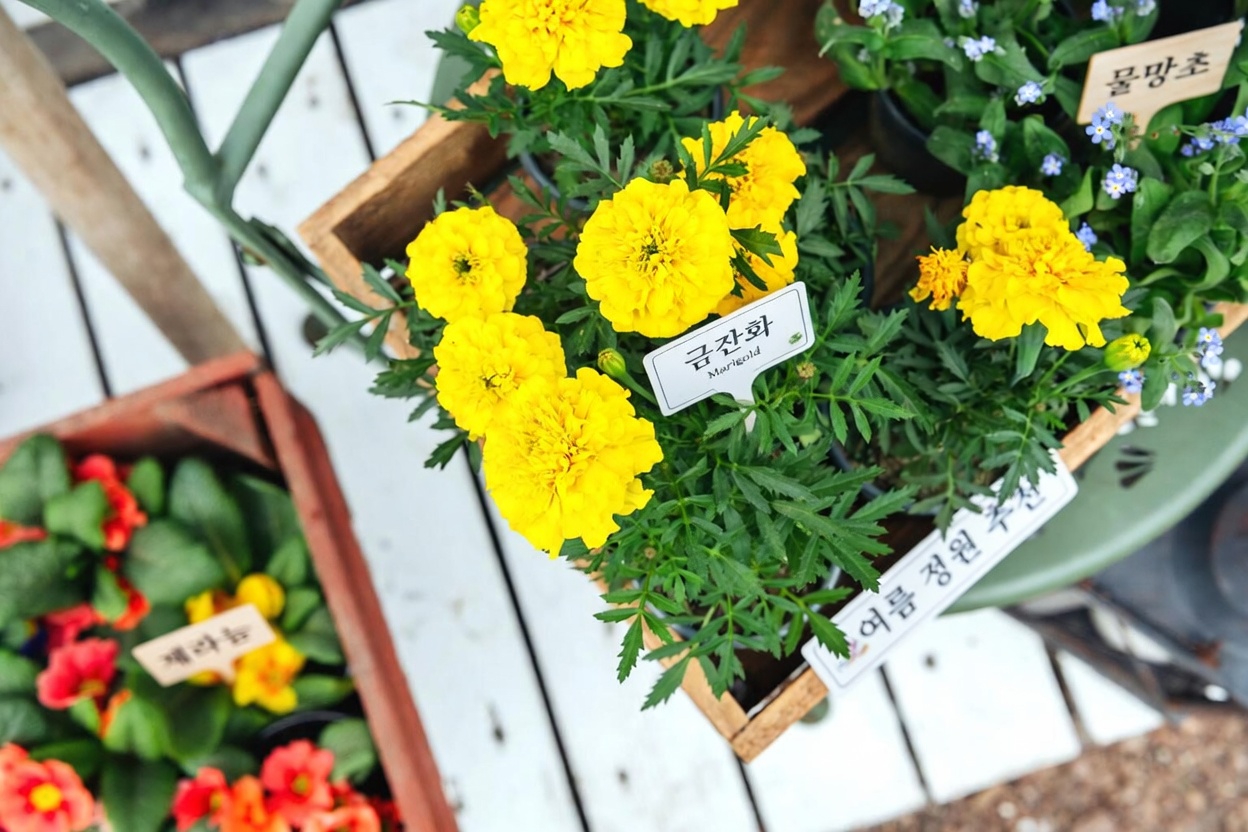 오늘 밤 모기 퇴치? 멕시코의 많은 가정이 잊고 있는 정원 식물 5가지