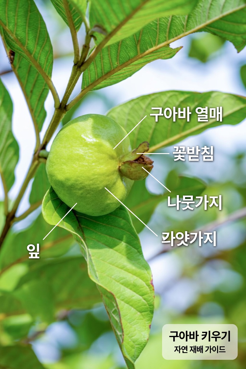 이 흔한 과일이 나이가 들수록 눈을 보호하는 데 도움이 될까?