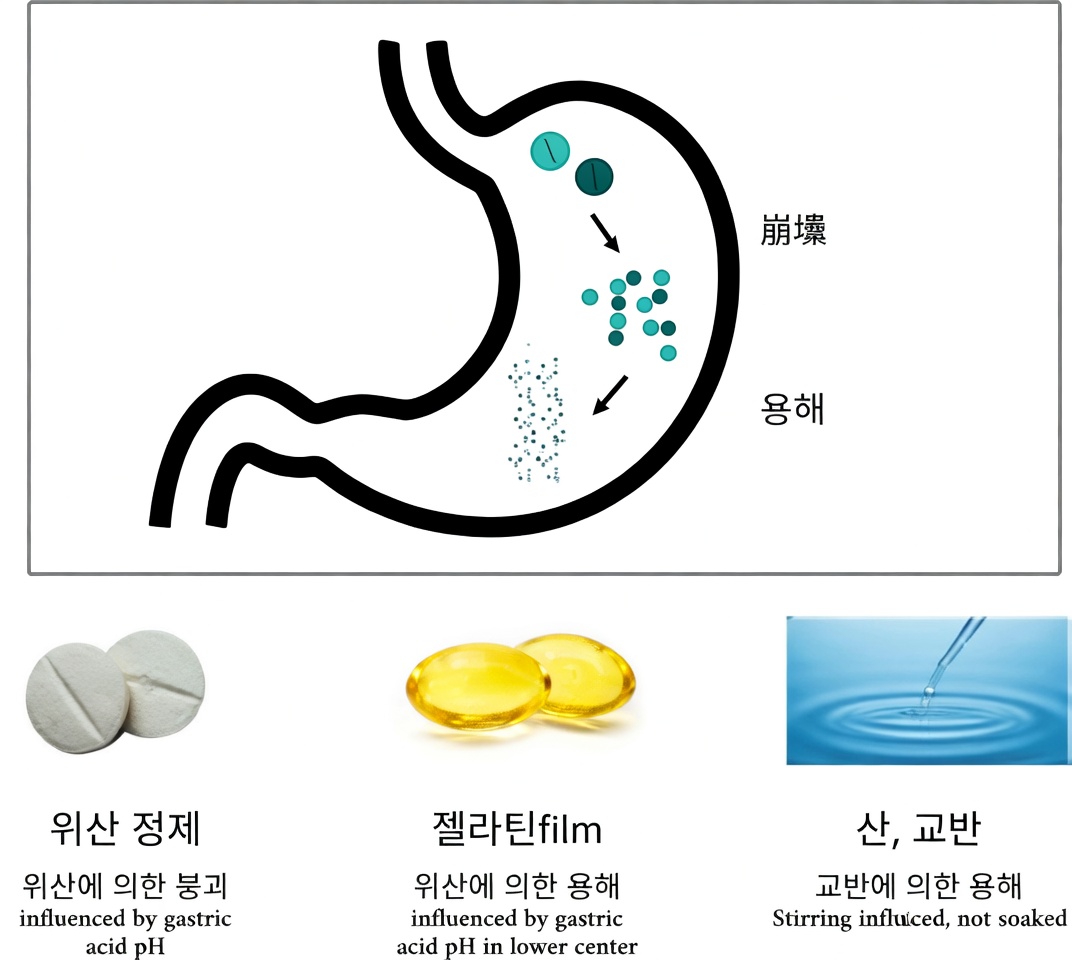 매일 아침 레보티록신을 잘못 복용하고 있나요? 많은 환자들이 간과하는 습관들
