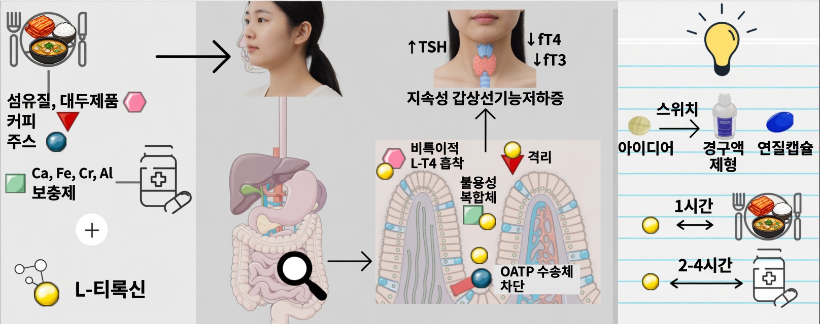 매일 아침 레보티록신을 잘못 복용하고 있나요? 많은 환자들이 간과하는 습관들