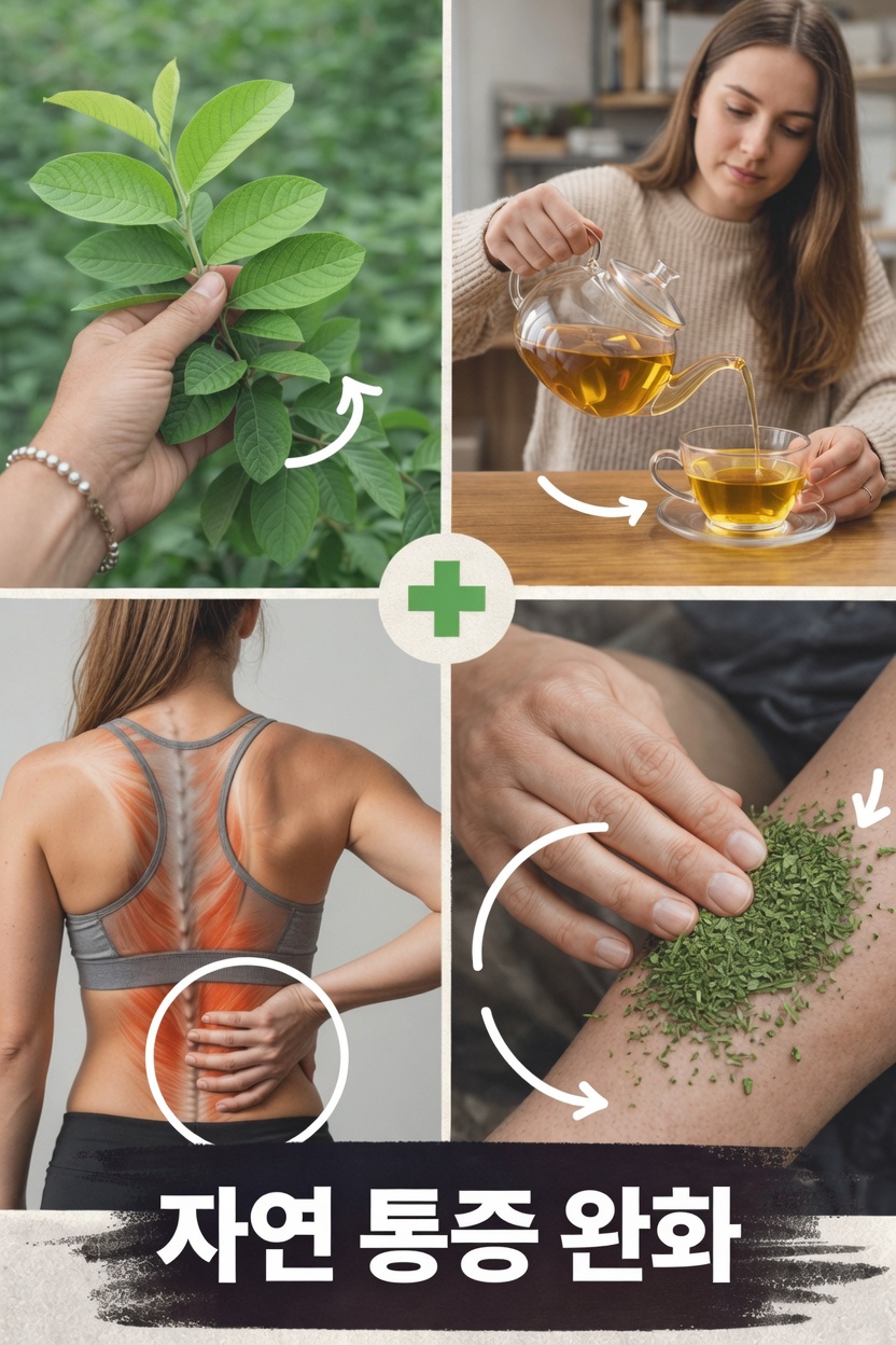 구아바 잎: 일상에서 뼈와 관절 건강을 위한 잠재력을 간단히 활용하는 방법