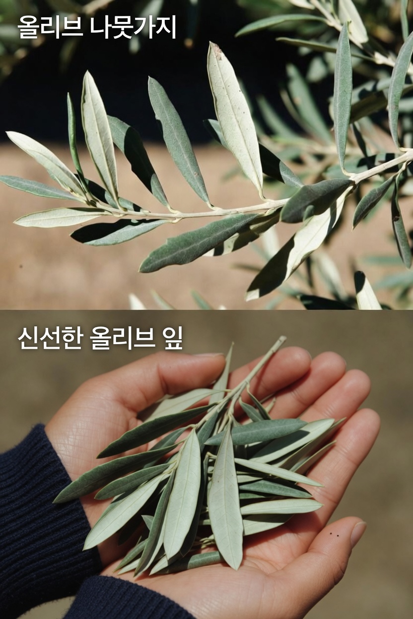 올리브 잎 추출물이 새롭게 떠오르는 연구의 맥락에서 전반적인 웰빙을 지원할 수 있을까?