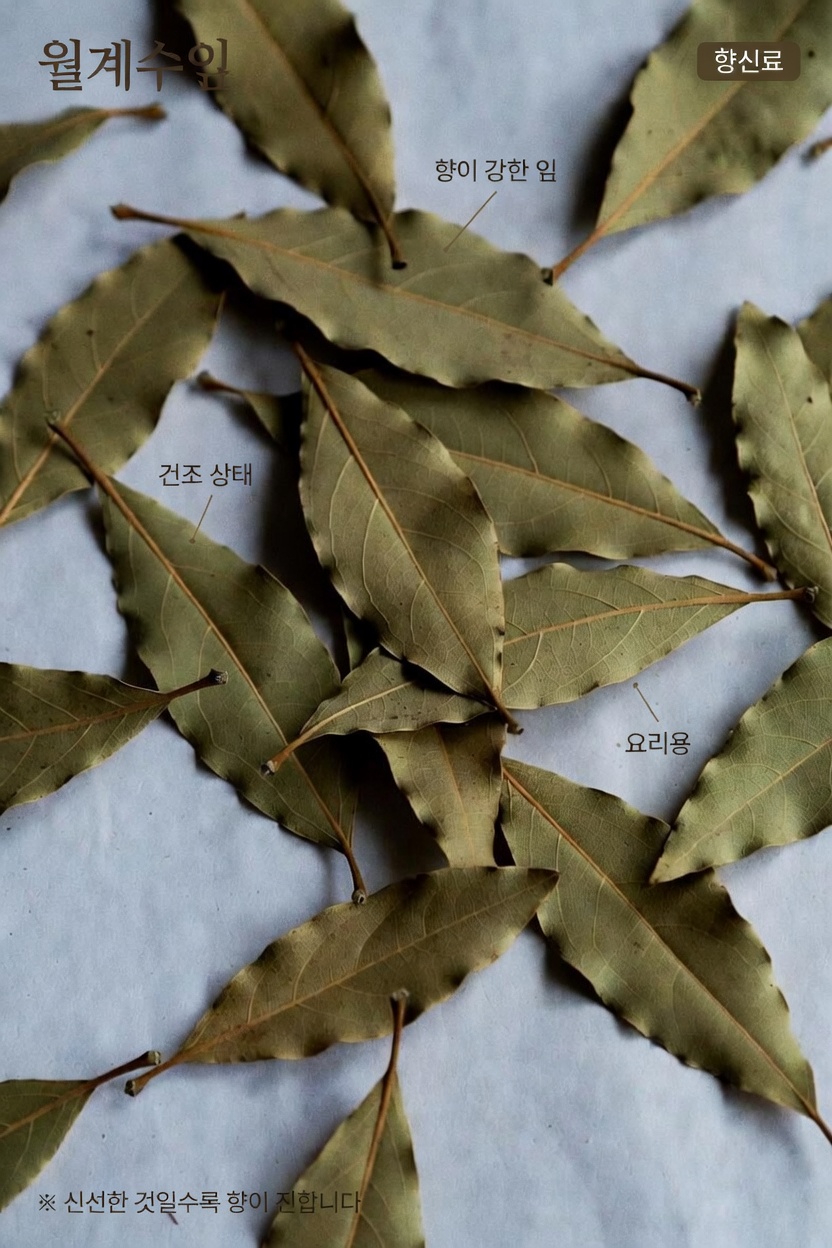 일상생활에서 월계수 잎의 잠재적인 건강 효능 탐구