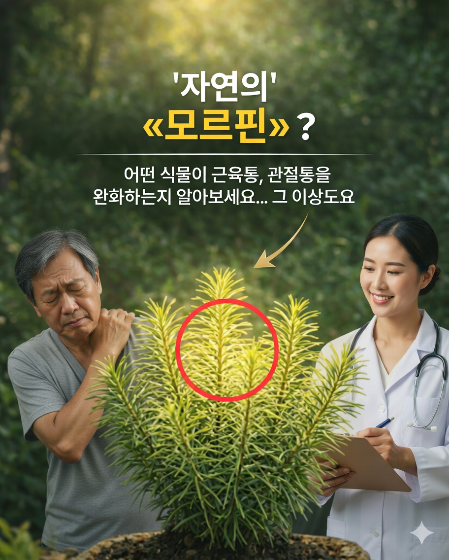 🌿 로즈마리: 통증을 부드럽게 완화해주는 “천연 모르핀”