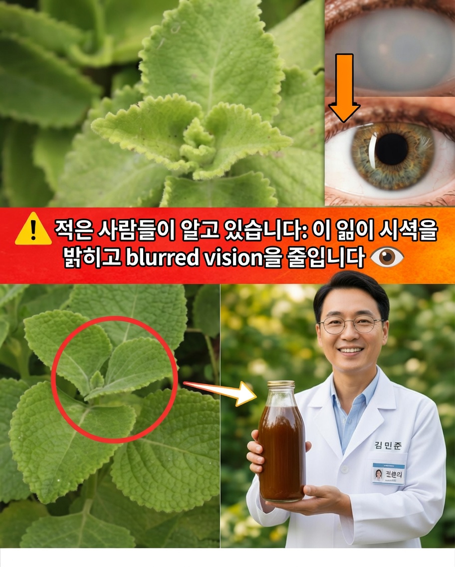 시력을 위한 오레혼 오레가노: 자연 요법, 효능 및 사용법