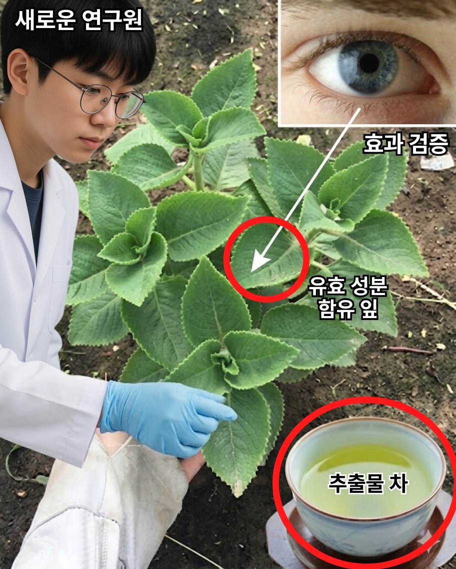 시력 개선을 위한 쿠바 오레가노 천연 요법