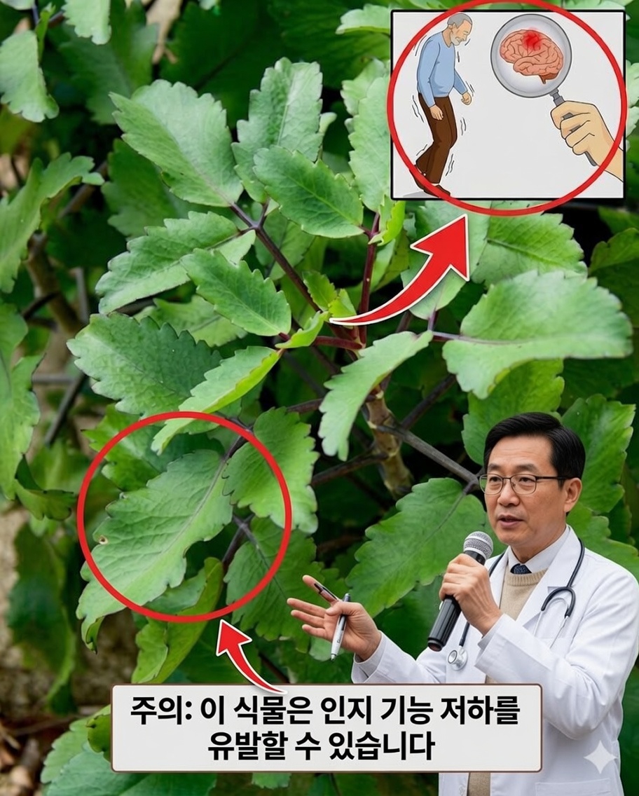 집에서 칼랑코에를 키워야 하는 18가지 강력한 이유 (모든 집에 하나쯤 있어야 합니다!)