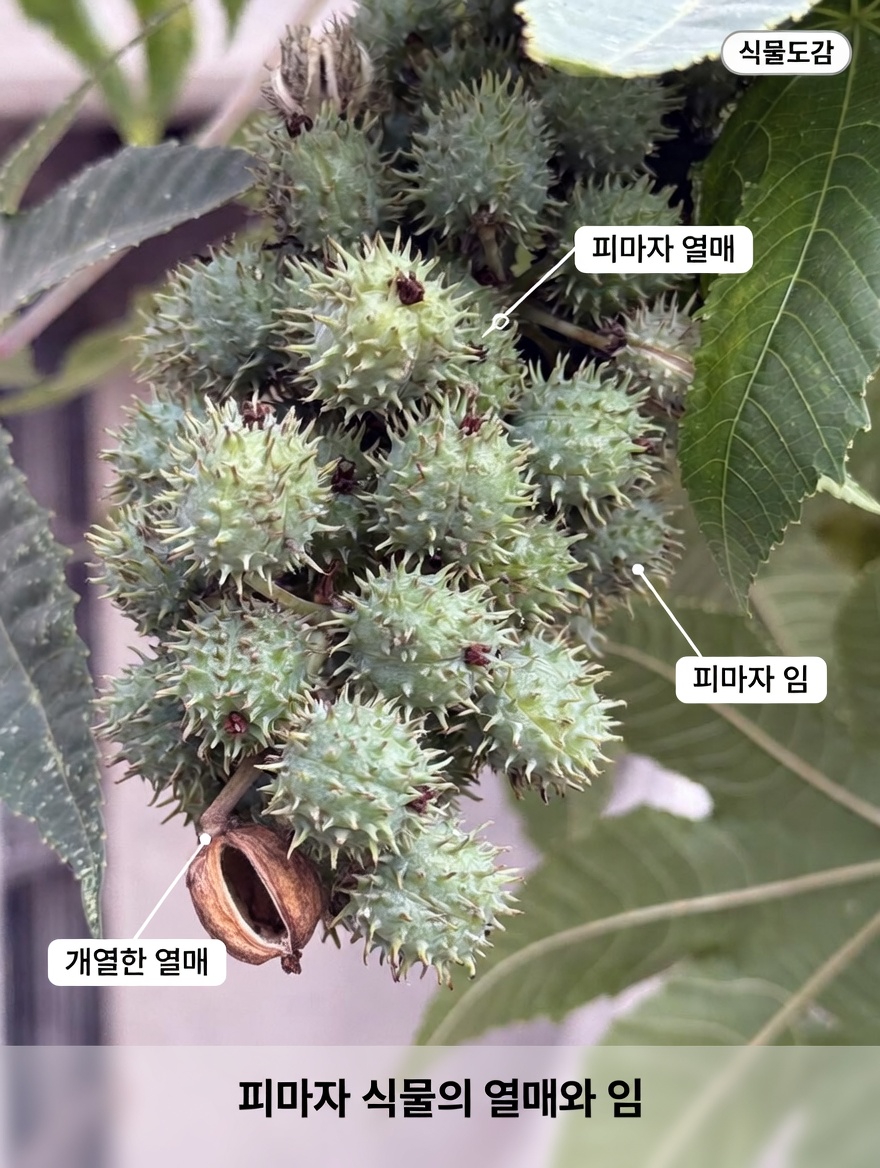 이 전통 식물 오일이 관절과 요산 균형을 위한 매일의 습관이 될 수 있을까요?