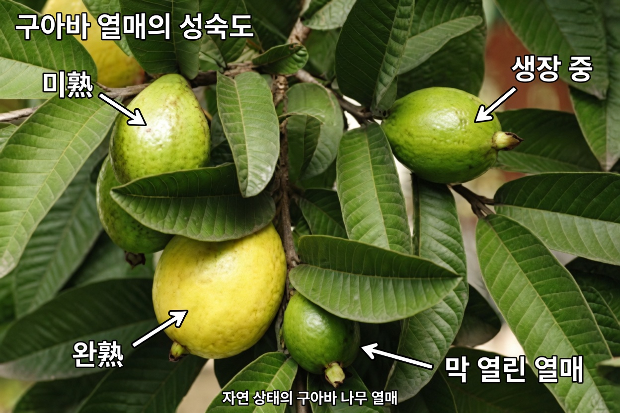 구아바 잎으로 충치를 치료하는 3가지 방법 – 간단하고 비용 효율적임