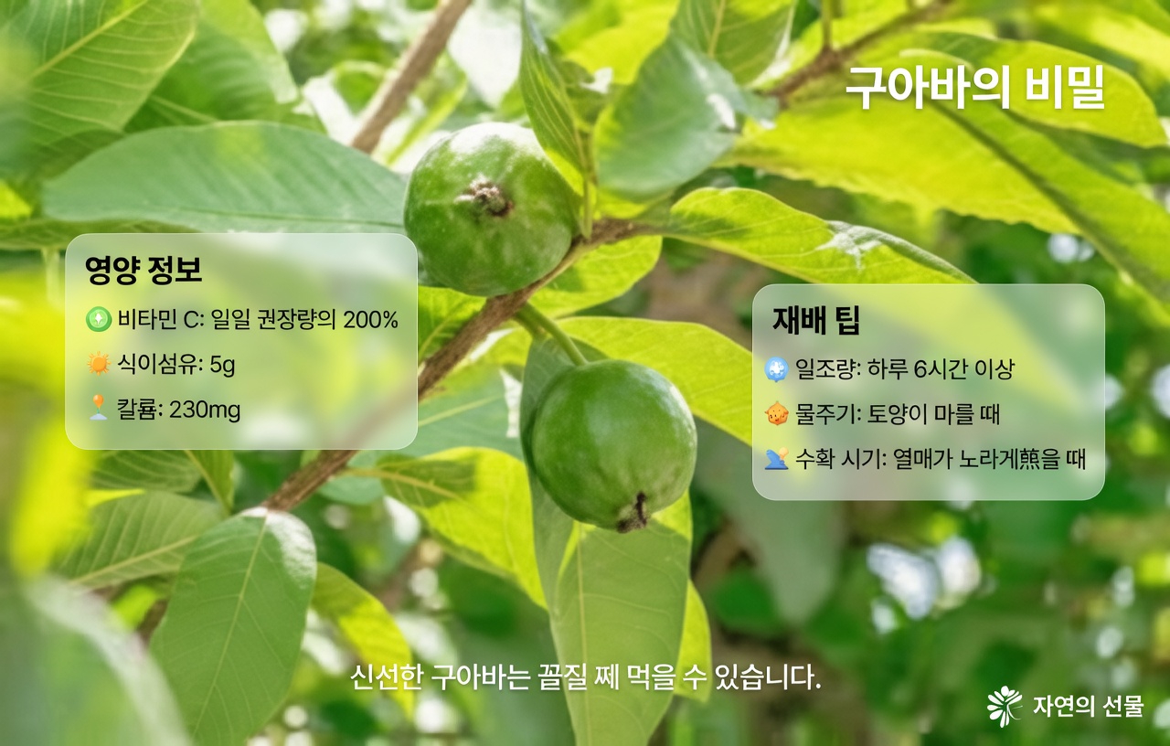 구아바 잎으로 충치를 치료하는 3가지 방법 – 간단하고 비용 효율적임