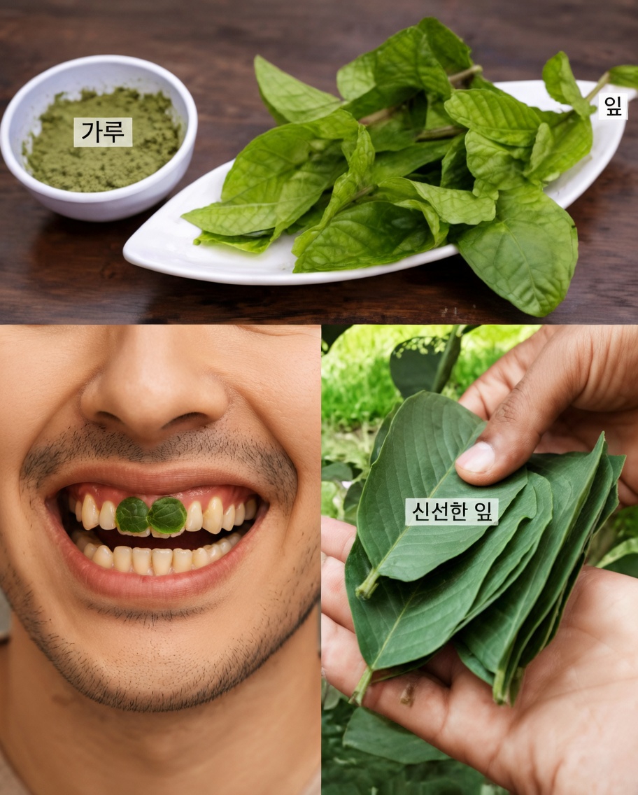 구아바 잎으로 충치를 치료하는 3가지 방법 – 간단하고 비용 효율적임