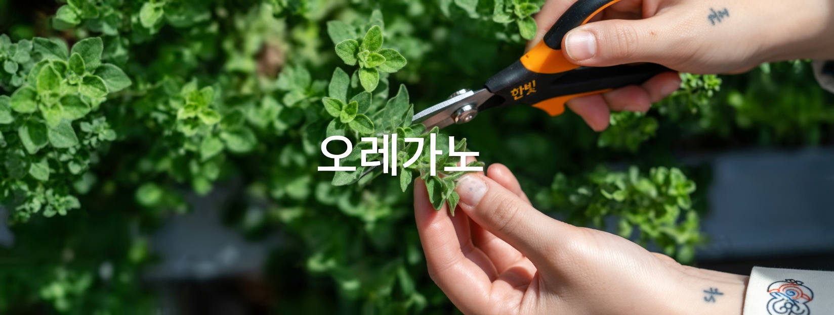 오레가노가 일상적인 웰니스 루틴에 도움이 될 수 있는 놀라운 방법 발견하기