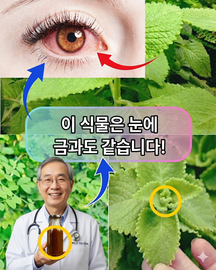 눈 건강을 위한 오레혼 오레가노: 효능, 자연 요법 및 사용법 🌿👁️