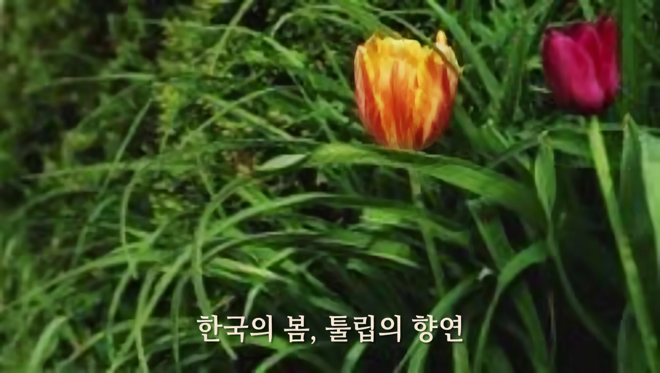 허니 로커스트 나무의 숨겨진 힘: 효능과 집에서 활용하는 방법