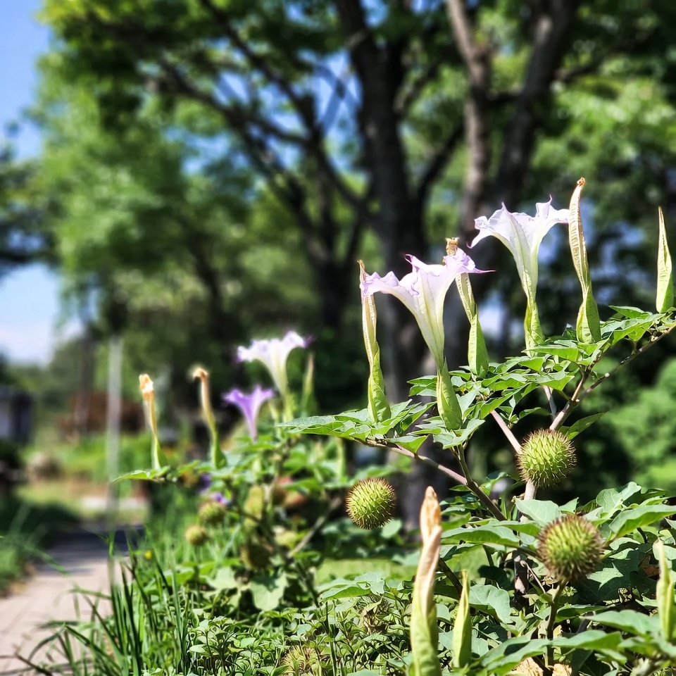 정원과 동네에서 독말풀을 안전하게 식별하는 방법: 필수 팁과 습성 가이드