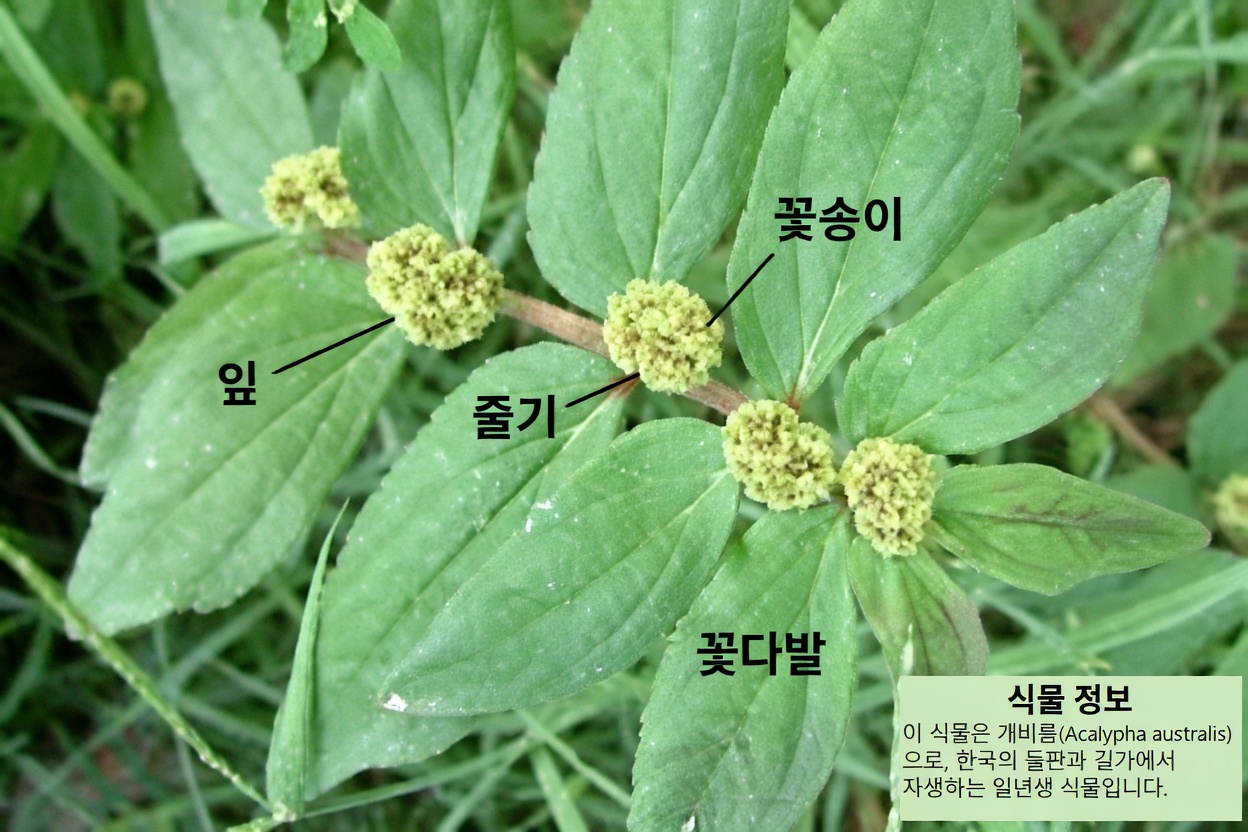 폐 건강을 자연스럽게 지원하는 흔한 뒷마당 허브의 숨겨진 힘을 밝혀보세요