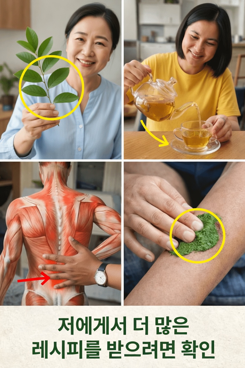 뼈와 관절 건강을 위한 구아바 잎: 오늘 집에서 바로 시도할 수 있는 쉬운 레시피와 팁