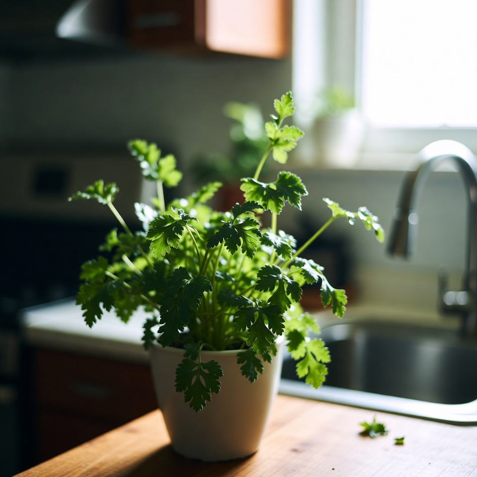 이 일상적인 주방 허브가 눈 건강을 자연스럽게 지원하는 방법을 알아보세요