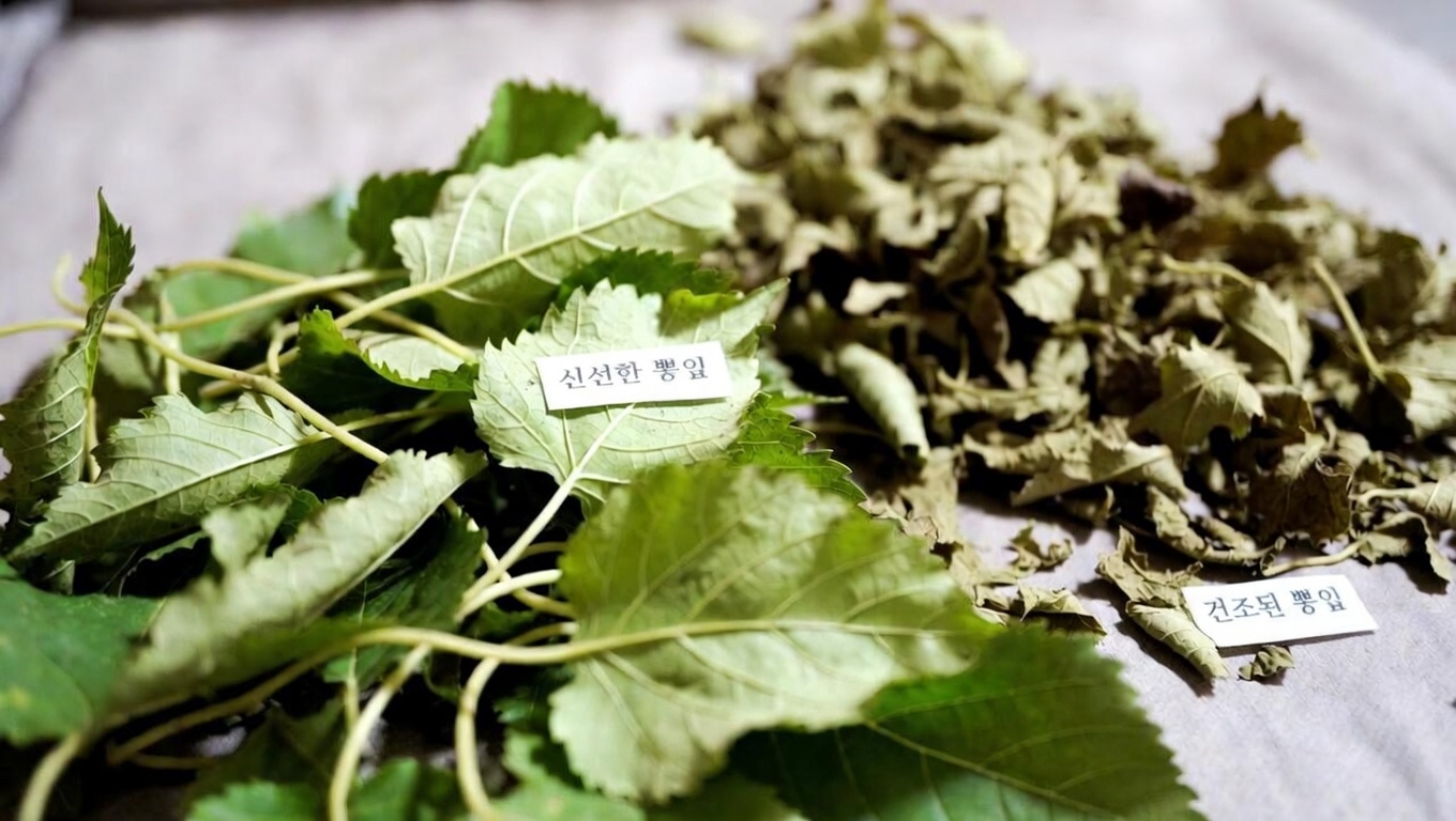 뽕잎이 특별한 이유는 무엇일까요?