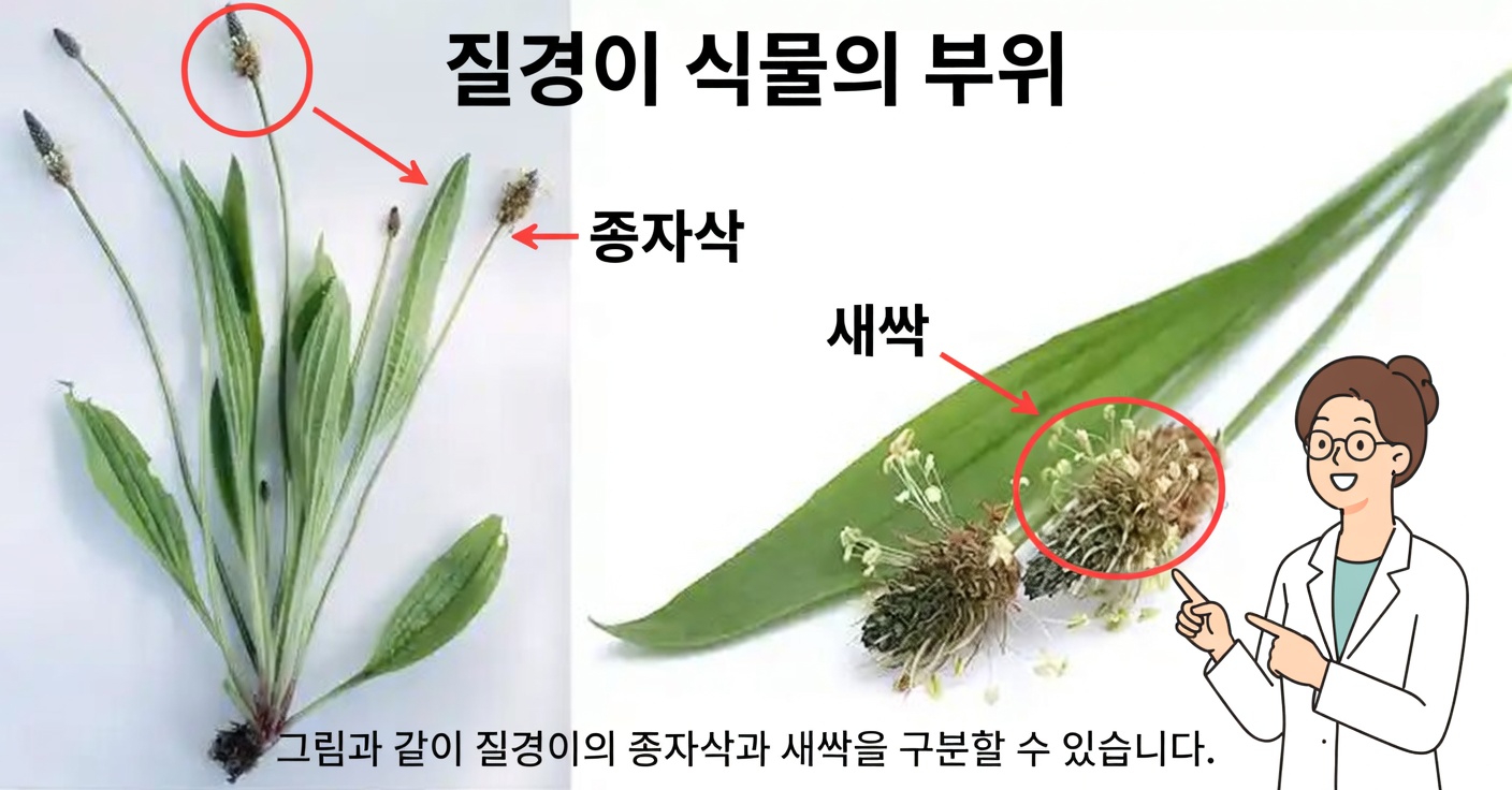 창질경이: 거의 모든 것을 치유하는 야생 식물