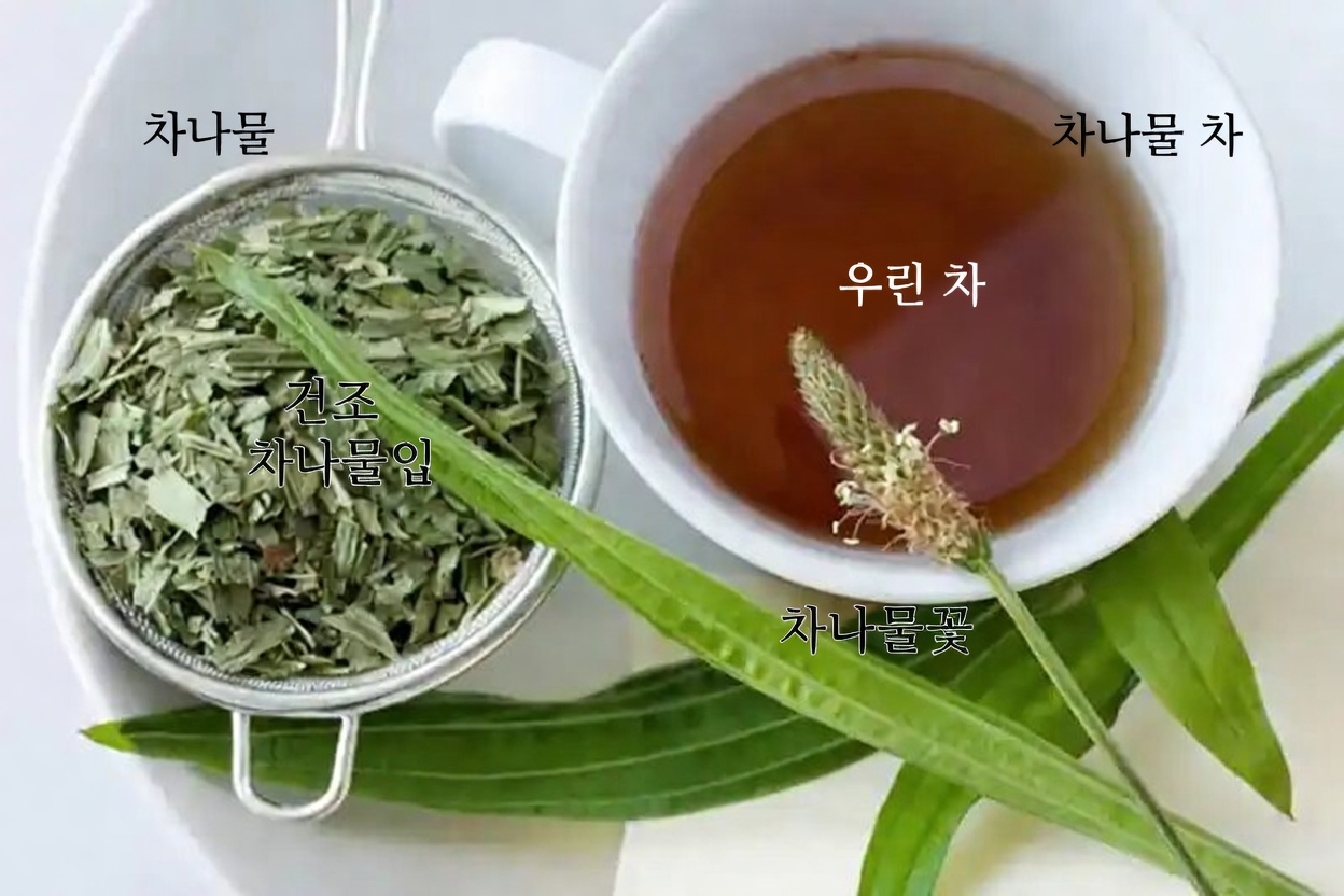 창질경이: 거의 모든 것을 치유하는 야생 식물