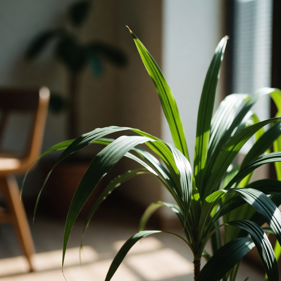 환자들을 안과 의사에게서 멀어지게 하는 식물