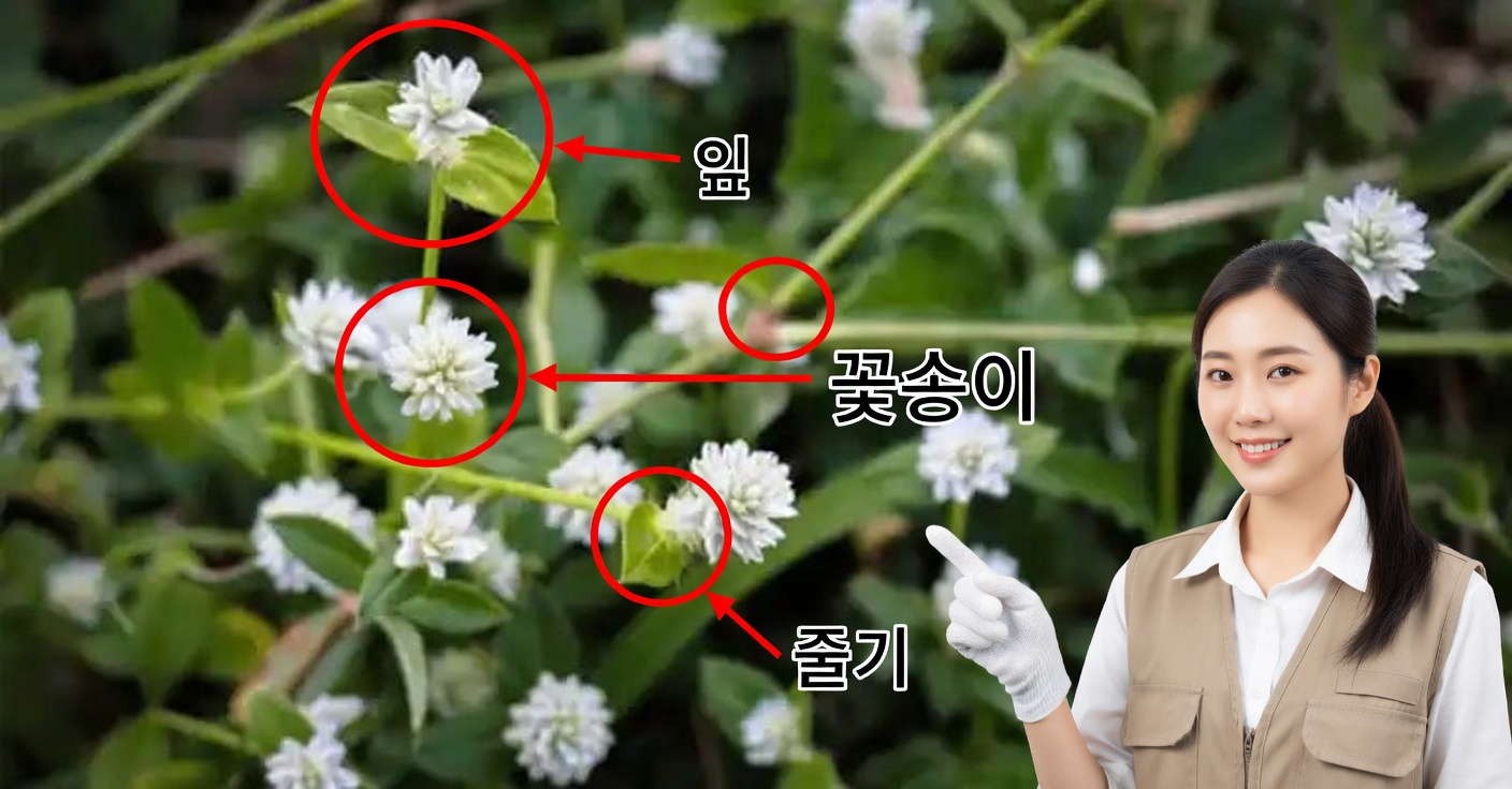 좌생 비름(Alternanthera sessilis)의 강력한 효능 30가지