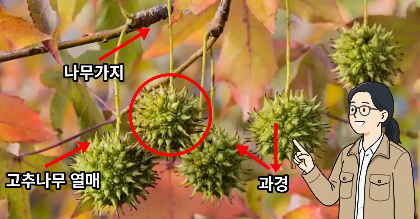 아메리칸 스위트검(Liquidambar styraciflua): 건강 효능과 집에서 쉽게 활용하는 방법