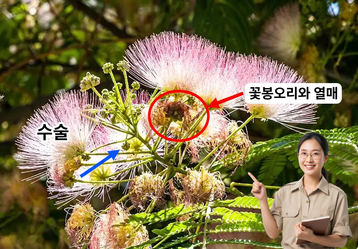 Albizia julibrissin: 나무껍질, 꽃, 잎의 효능 탐구