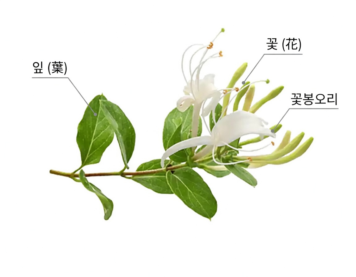 일본인동덩굴(Lonicera japonica): 건강 효능과 가정에서의 활용법