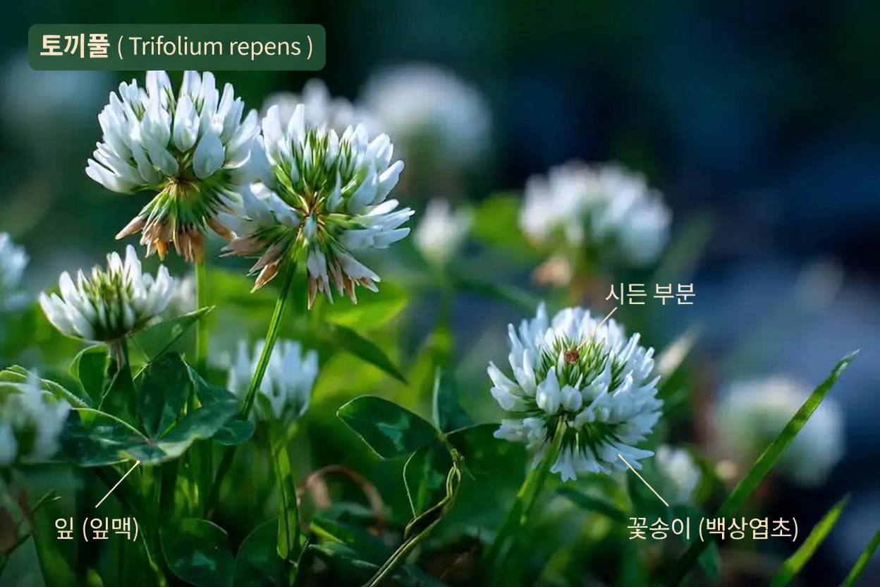 화이트 클로버(Trifolium repens): 15가지 효능과 집에서 활용하는 방법