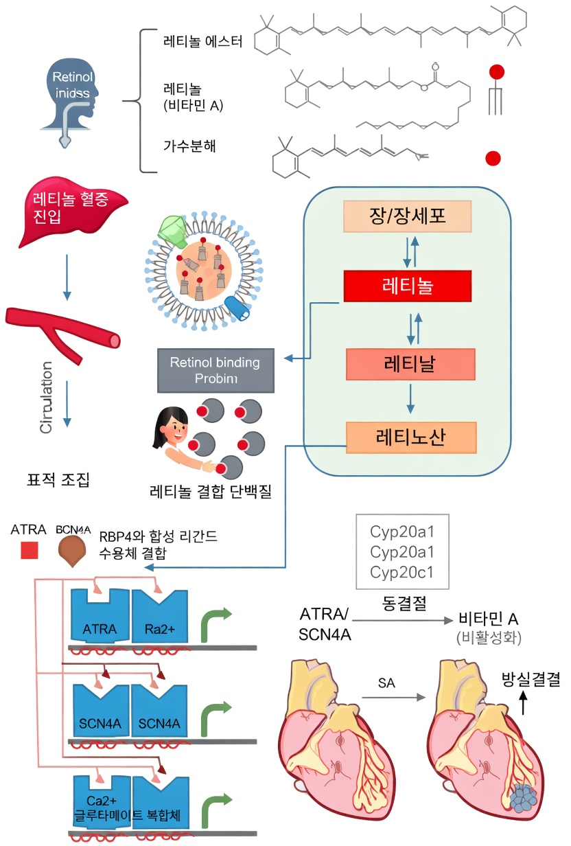 비타민 A란 무엇이며 혈액순환에 왜 중요한가?