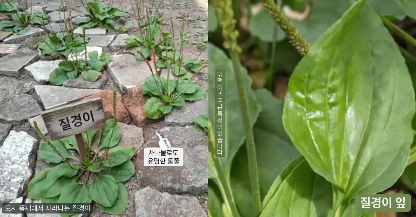 잡초일까, 보물일까? 이 흔한 식물 4가지에 숨겨진 보물을 발견하세요