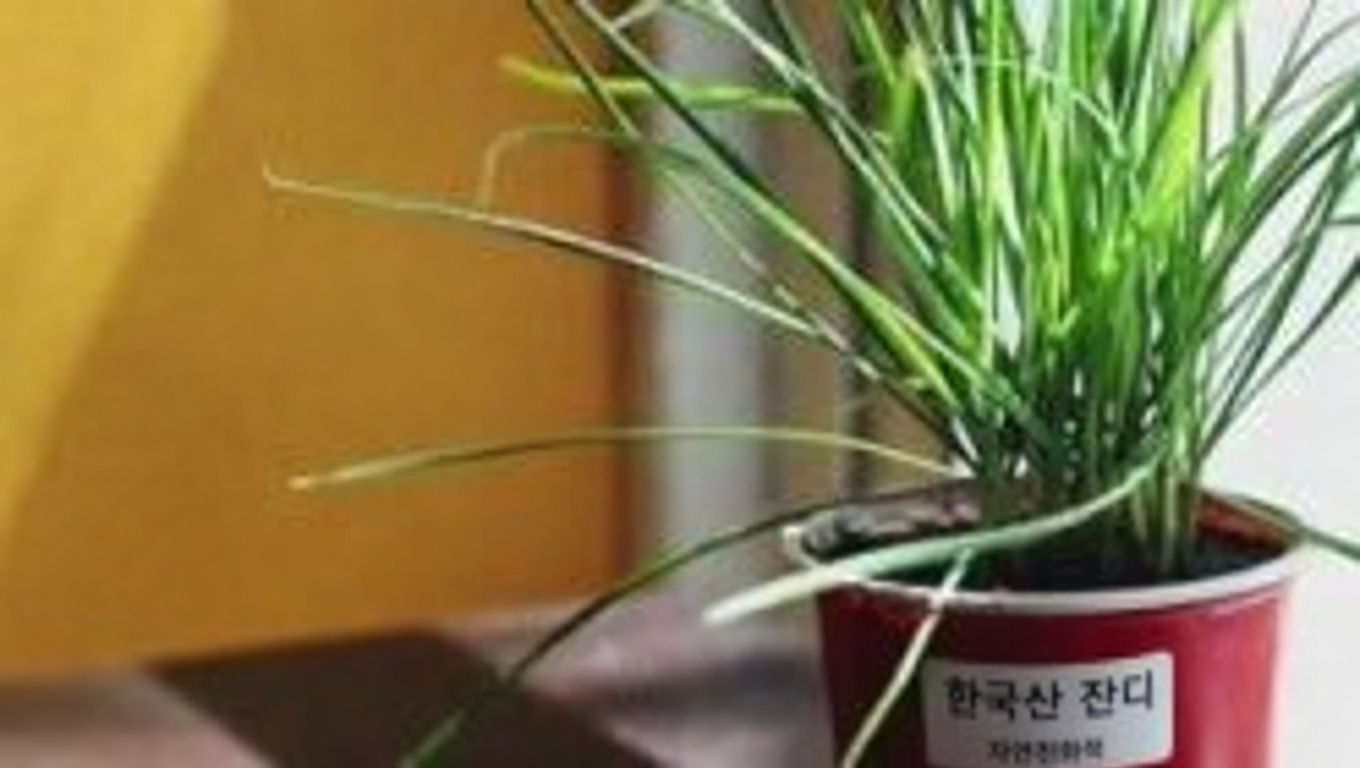 망초(Erigeron canadensis): 놀라운 효능 20가지와 활용법