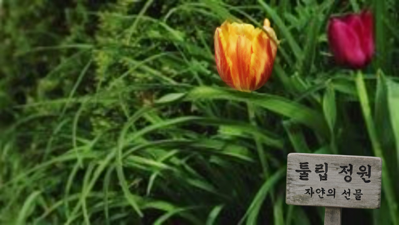 흰광대수염(라미움 알붐): 10가지 강력한 효능과 집에서 활용하는 방법