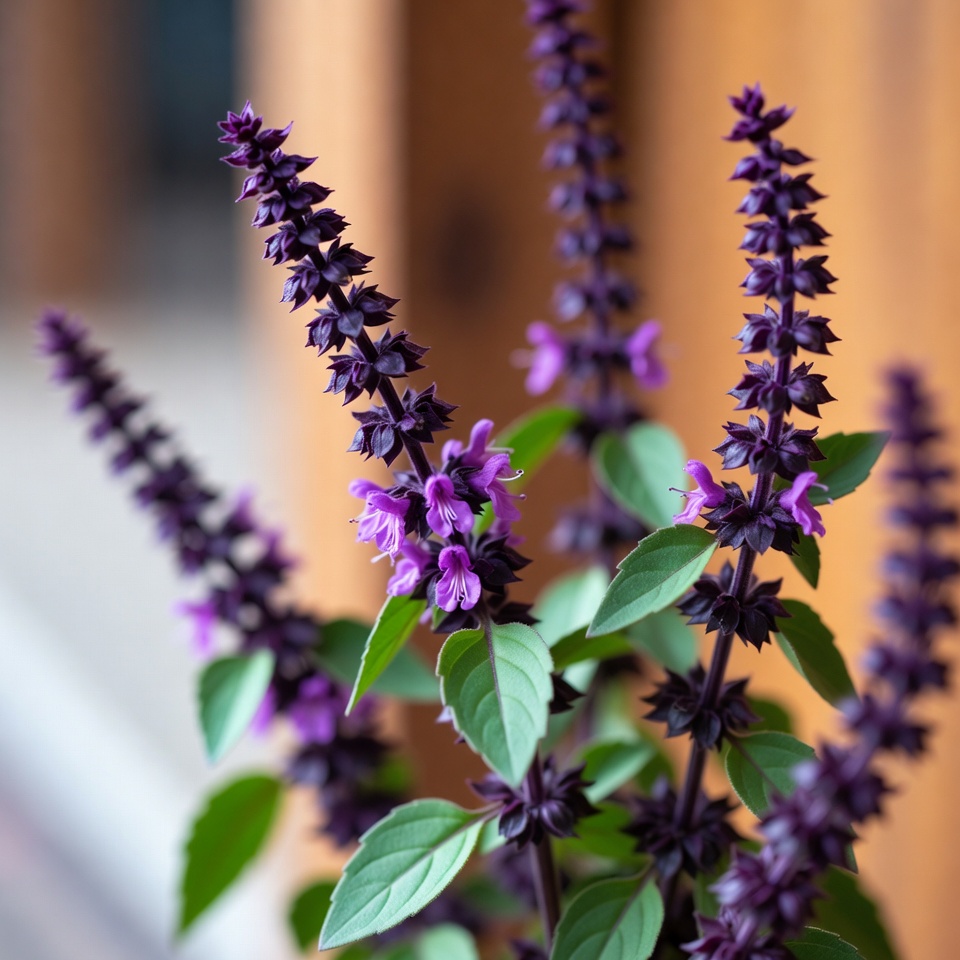 바질 꽃의 용도와 효능