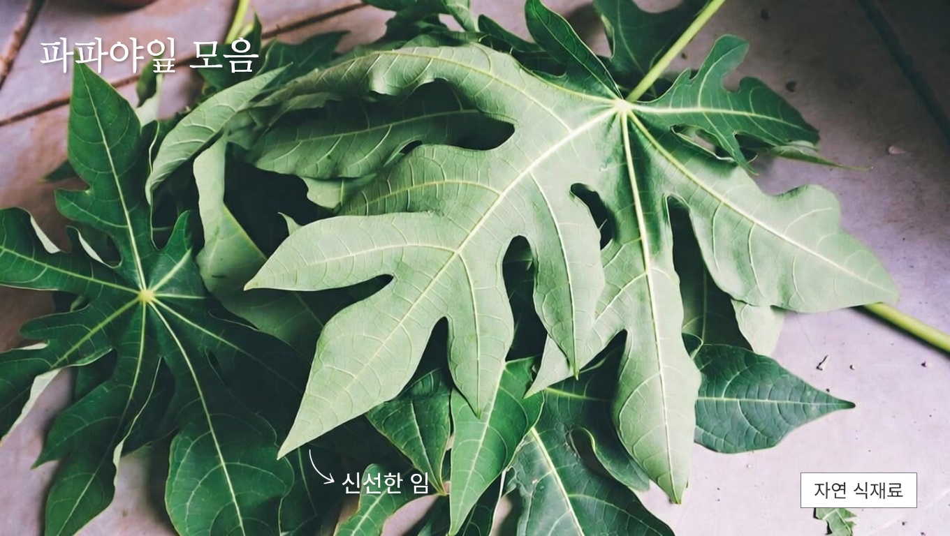 헤어 케어를 위한 파파야 잎의 잠재력 탐구: 고려해볼 만한 천연 선택지