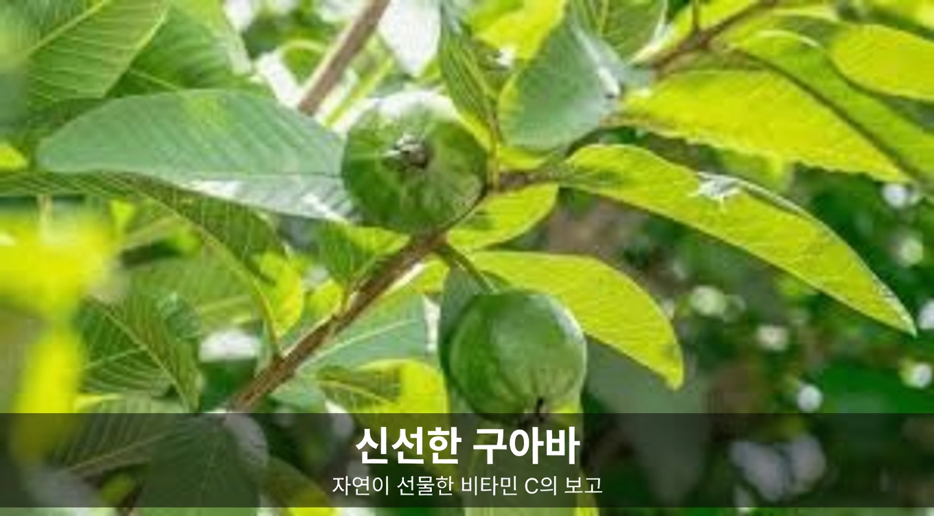 구아바 잎으로 구강 건강을 돕는 간단한 방법 – 더 건강한 미소를 위한 일상 팁