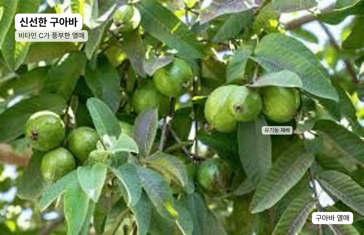 심장 건강 증진을 위한 구아바 잎차의 잠재력 탐구