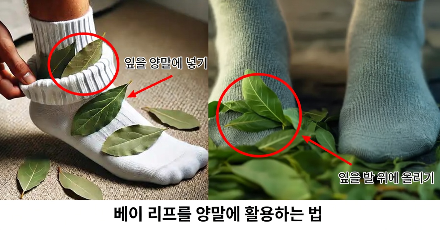 양말에 월계수 잎을 넣으면 얻는 놀라운 효능을 알아보세요