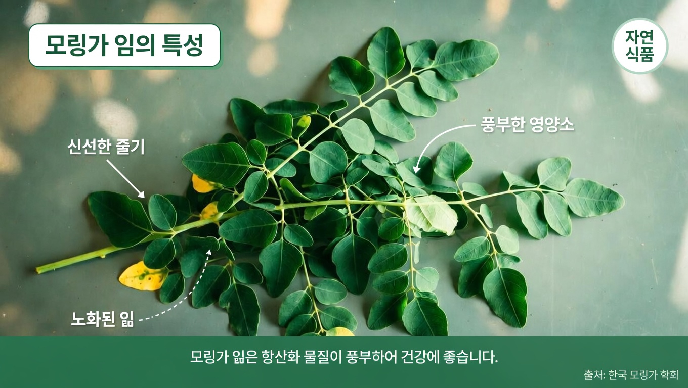 신체의 자연 방어력을 지원할 수 있는 영양 밀도 높은 잎 3가지