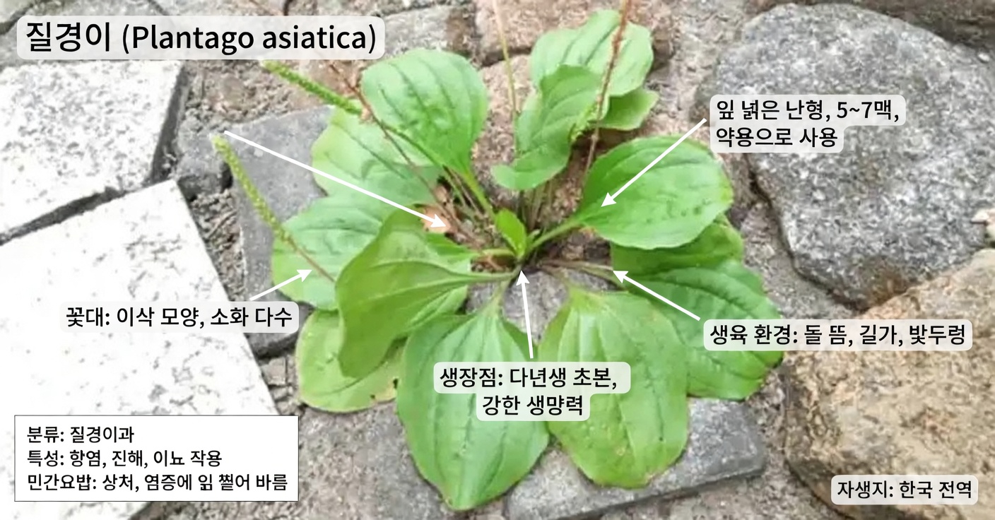 광엽 질경이(Plantago Major)의 놀라운 효능 30가지