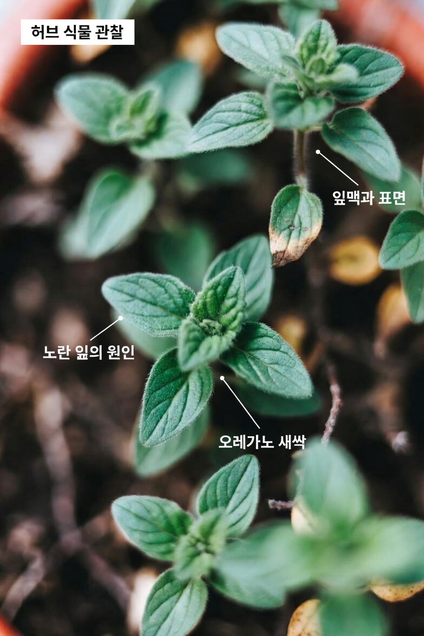 오레가노를 특별하게 만드는 것은 무엇인가?