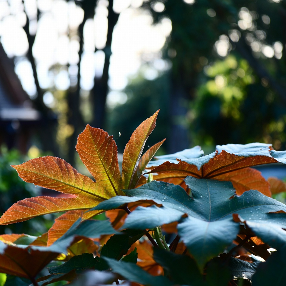 30세 이상 남성과 여성을 위한 피마자 잎의 놀라운 효능 15가지