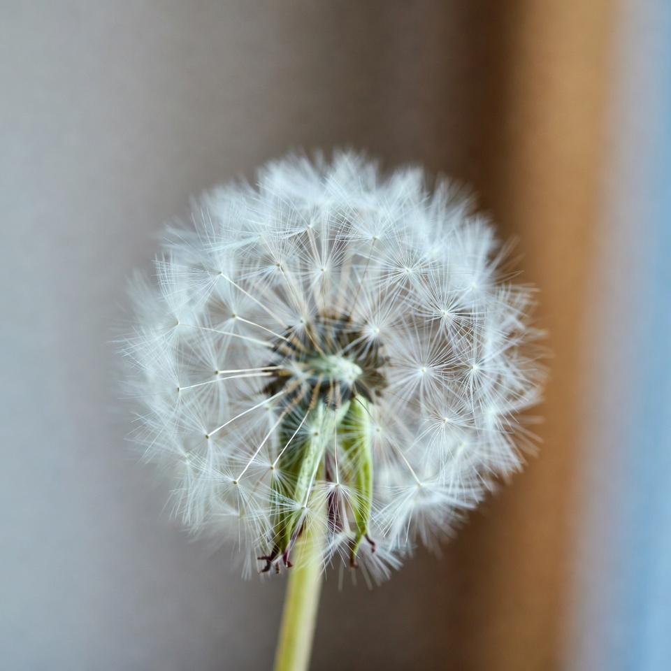 민들레의 숨겨진 힘