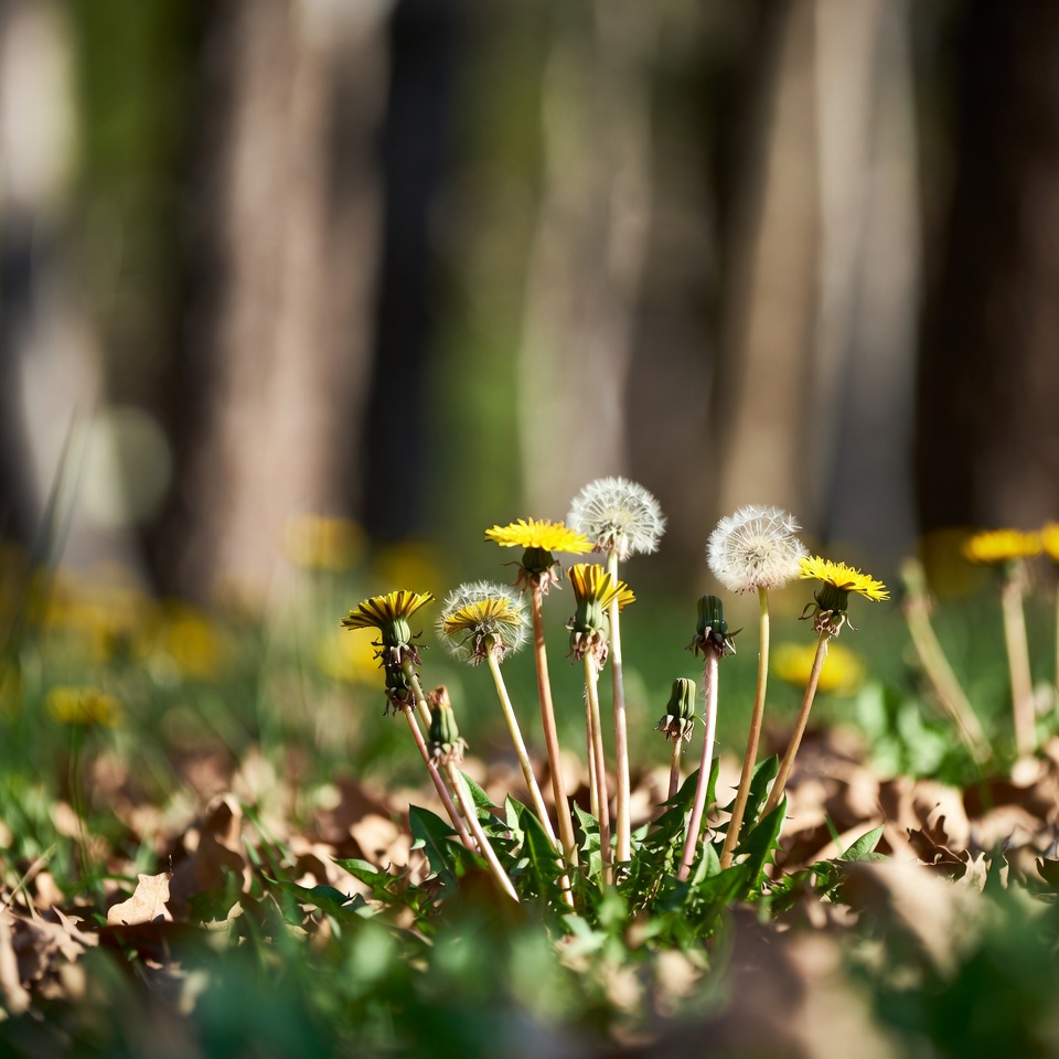 민들레를 봄의 가장 멋진 부분으로 만드는 25가지 방법