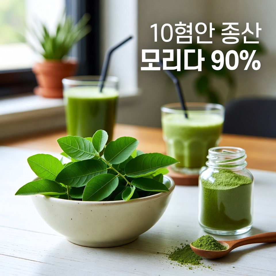 모링가 효능 10가지 90%